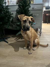 Scoobert - Photo 18