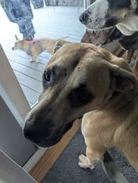 Scoobert - Photo 6