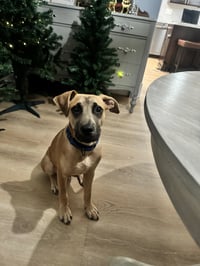 Scoobert - Photo 21