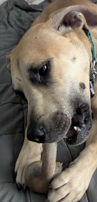 Scoobert - Photo 13