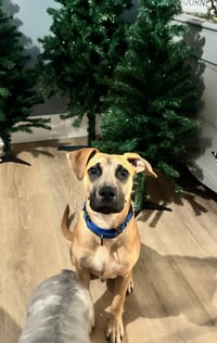 Scoobert - Photo 15