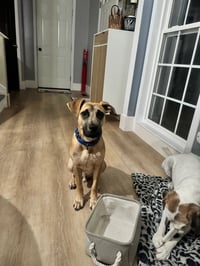 Scoobert - Photo 22