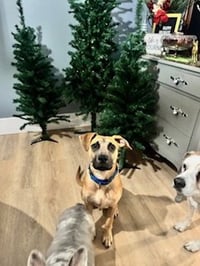 Scoobert - Photo 19