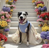 Daisy - Photo 1