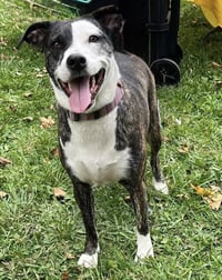 Daisy - Photo 6
