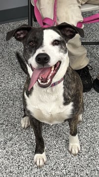Daisy - Photo 8