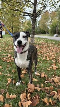 Daisy - Photo 3
