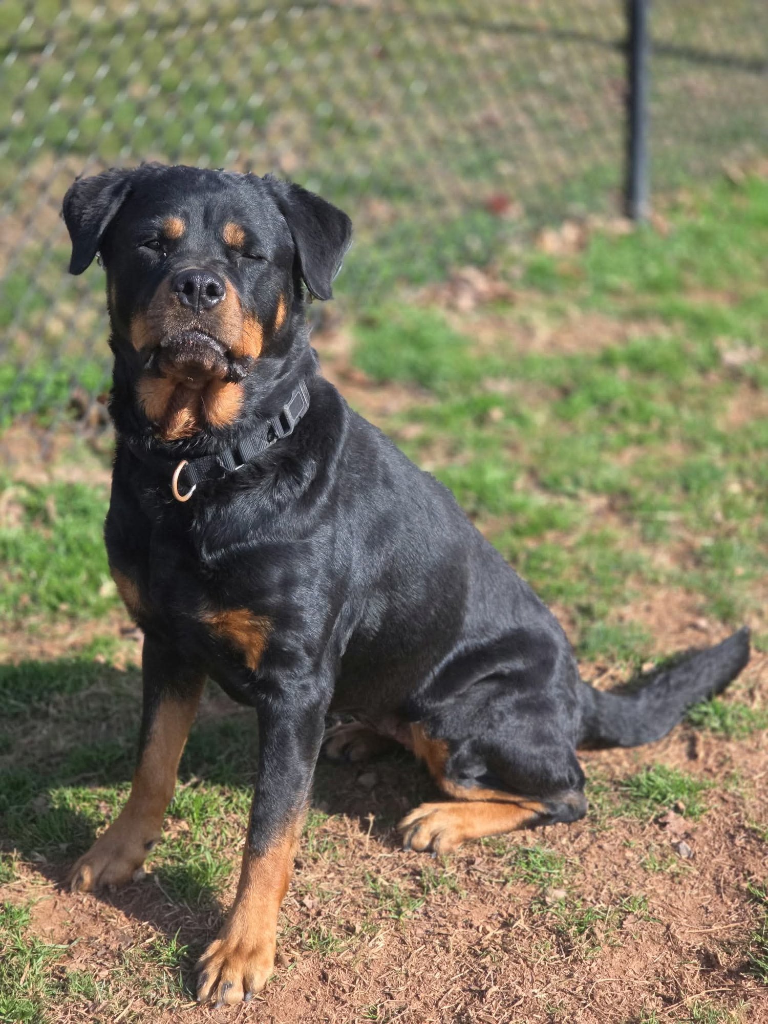SUGARPLUM - Rottweiler available for adoption