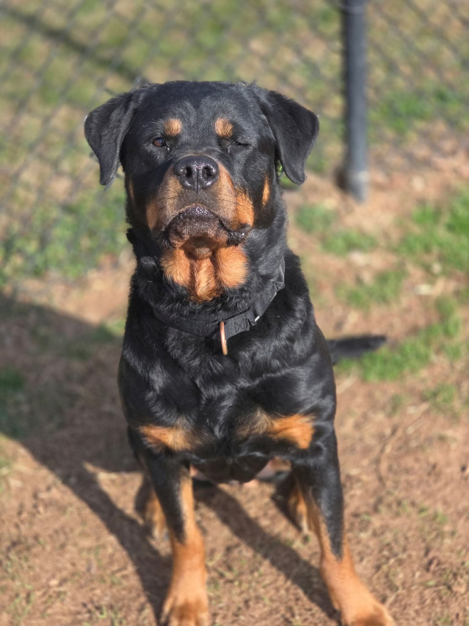 SUGARPLUM - Rottweiler available for adoption