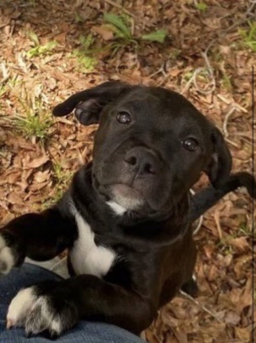 ALBERT - Black Labrador Retriever available for adoption