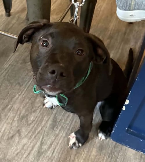 ALBERT - Black Labrador Retriever available for adoption