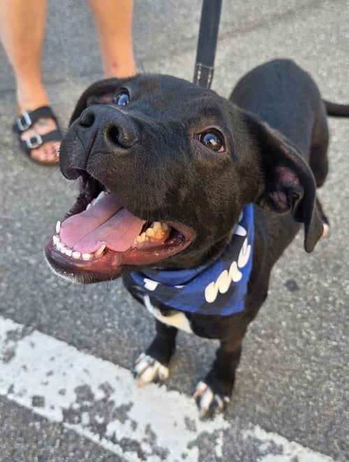 ALBERT - Black Labrador Retriever for adoption in Buffalo