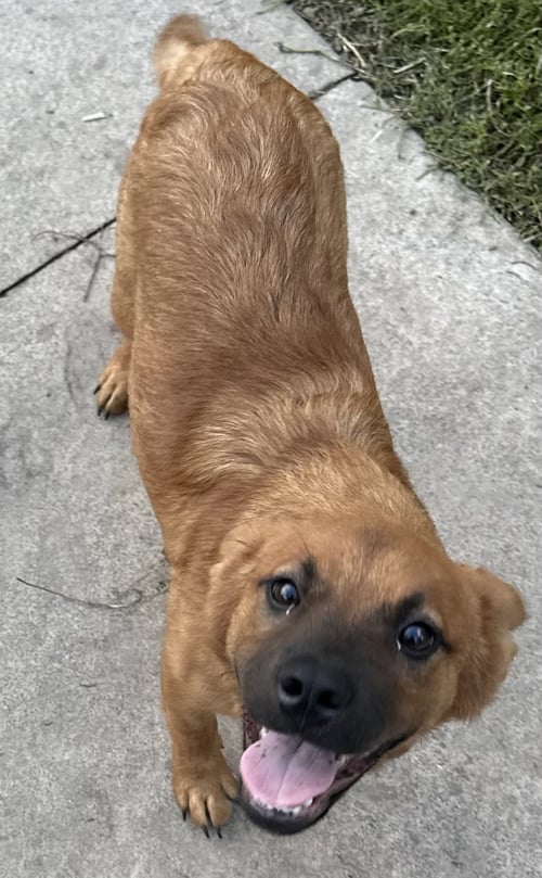 DAISY MAY - Golden Retriever / Black Mouth Cur available for adoption