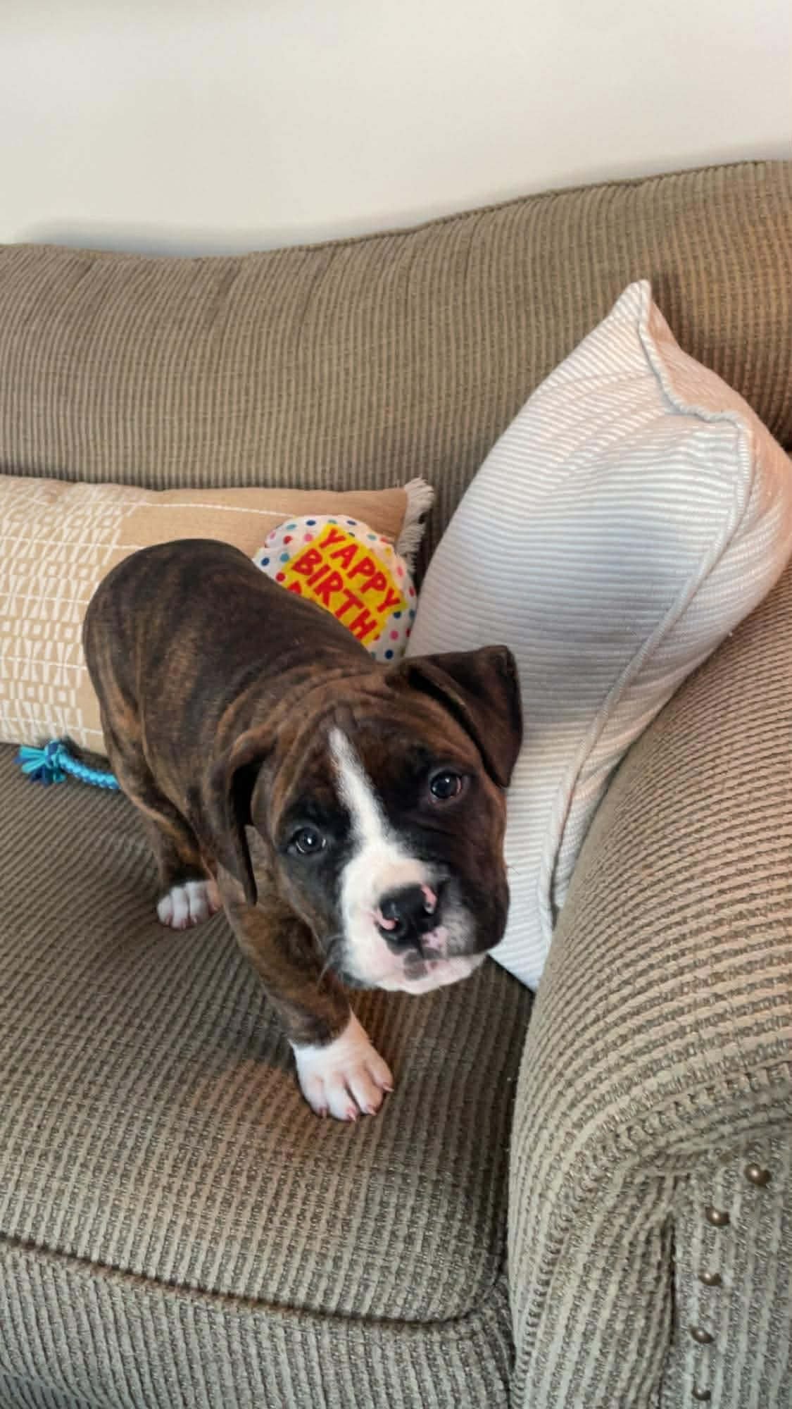 ALFIE - Boxer / Mastiff available for adoption