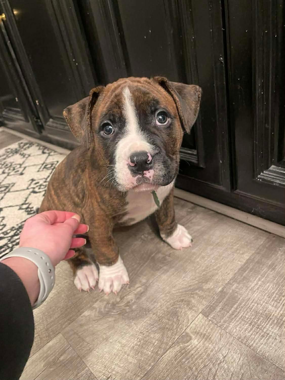 ALFIE - Boxer / Mastiff available for adoption