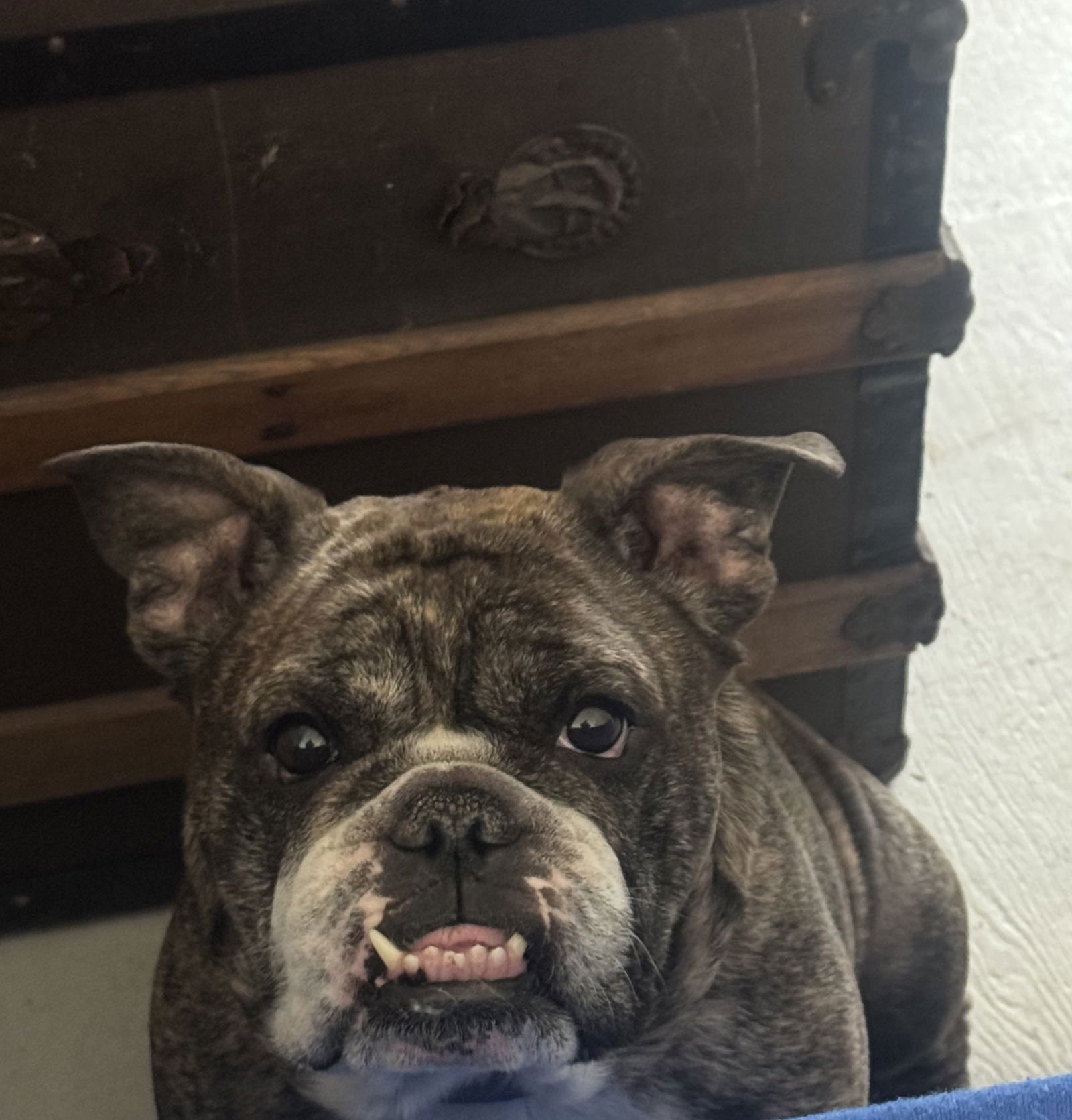KNOX - English Bulldog available for adoption