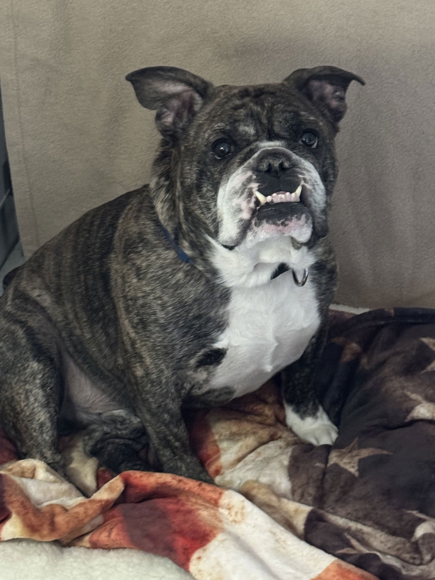 KNOX - English Bulldog available for adoption
