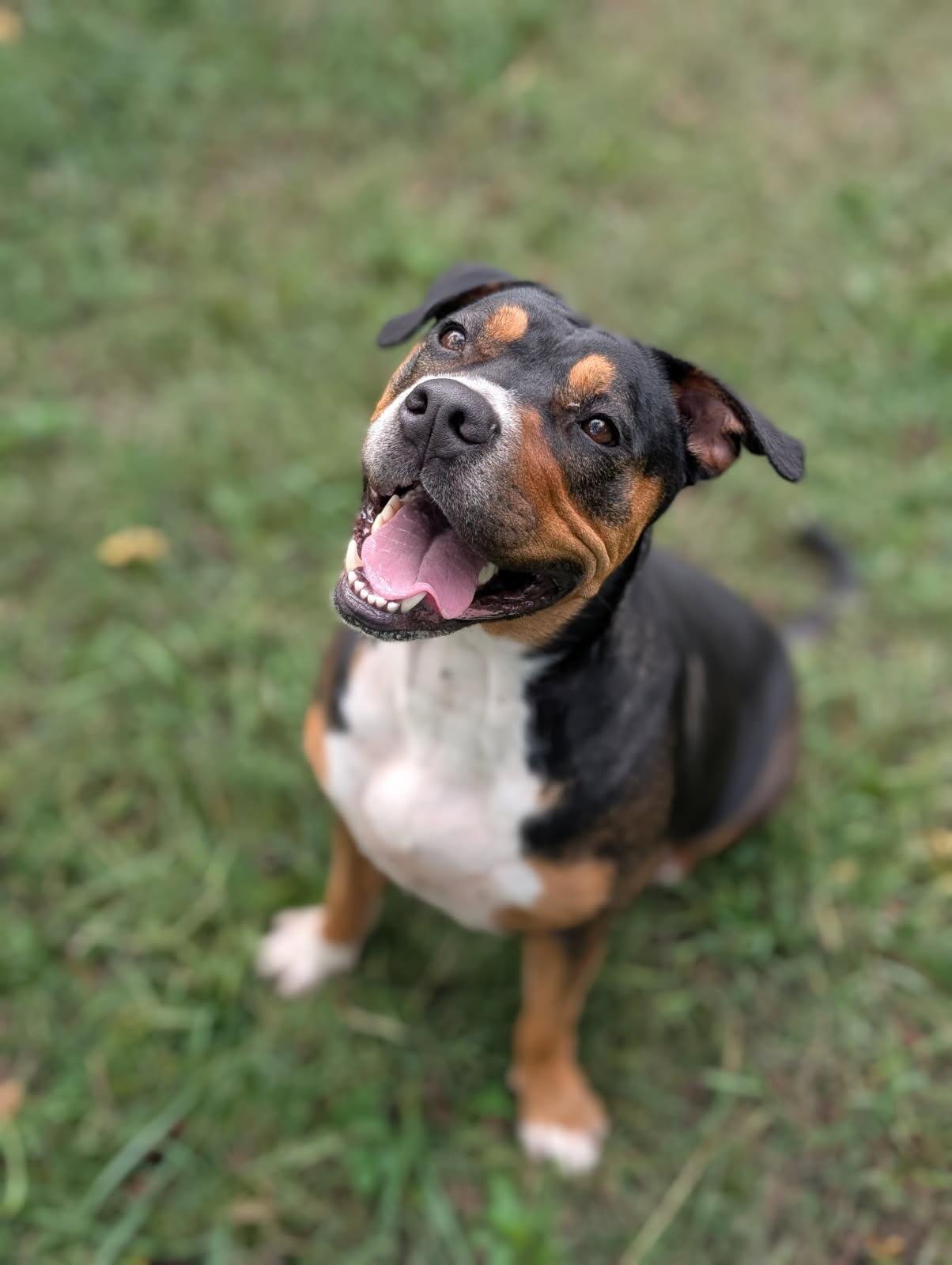 CALI - Pit Bull Terrier available for adoption