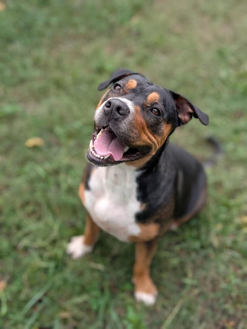 CALI - Pit Bull Terrier for adoption in Buffalo