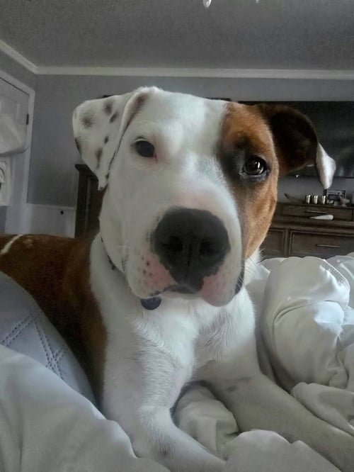 GOOSE - Labrador Retriever for adoption in Buffalo