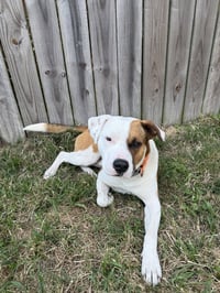 Goose - Photo 3