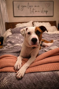 Goose - Photo 5