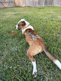 Goose - Photo 6