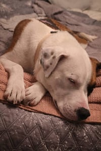 Goose - Photo 7