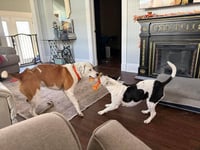 Goose - Photo 8