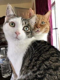 Rosie and Minnie- The Bonded pair - Photo 4