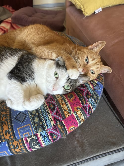 ROSIE AND MINNIE- THE BONDED PAIR - Domestic Short Hair available for adoption