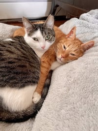 Rosie and Minnie- The Bonded pair - Photo 3