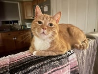 Rosie and Minnie- The Bonded pair - Photo 6