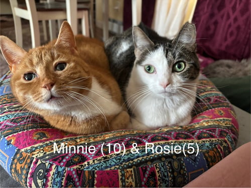 ROSIE AND MINNIE- THE BONDED PAIR - Domestic Short Hair available for adoption