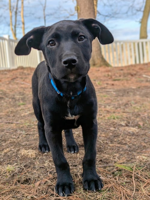 TITAN - Labrador Retriever available for adoption