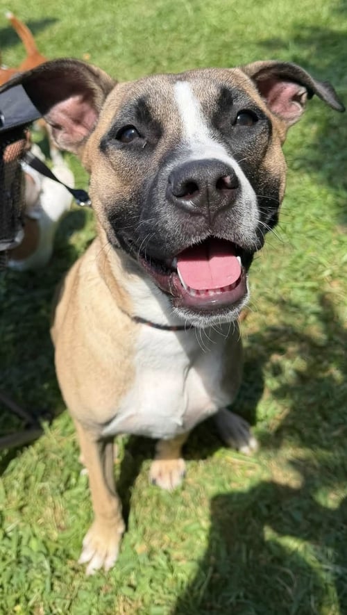 MURPHY - Rhodesian Ridgeback / Pharaoh Hound available for adoption