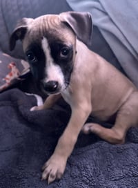 Murphy - Photo 16