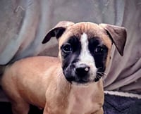 Murphy - Photo 10