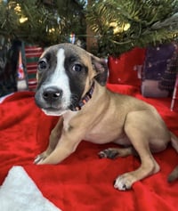 Murphy - Photo 11