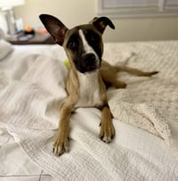 Murphy - Photo 8