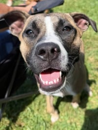 Murphy - Photo 1