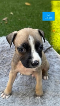 Murphy - Photo 15
