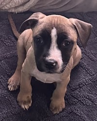 Murphy - Photo 14