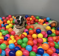 Murphy - Photo 6