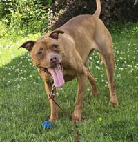 Rosie - Photo 5