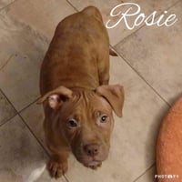Rosie - Photo 9