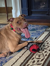 Rosie - Photo 6