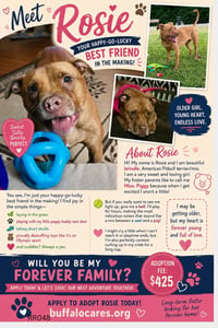 Rosie - Photo 1