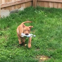 Rosie - Photo 11