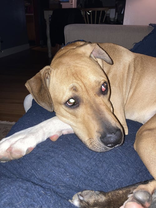 FLASH - Boxer available for adoption